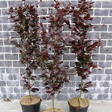 Fagus syl. 'Dawyck Purple'