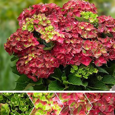 Hydrangea m. 'Ruby Tuesday'