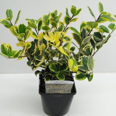 Ilex altacl. 'Golden King'