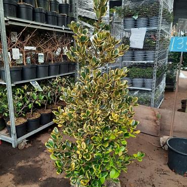 Ilex altacl. 'Golden King'