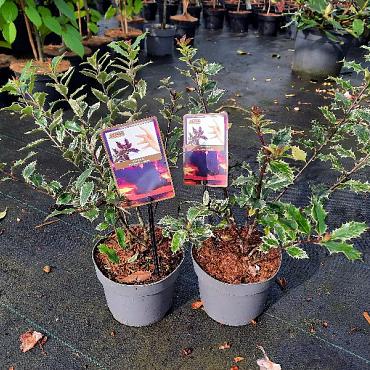 Ilex aq. 'Ingramii'