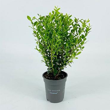 Ilex crenata Luxus Hedge