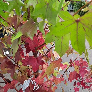 Liquidambar styraciflua