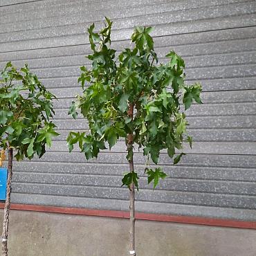 Liquidambar s. 'Gum Ball'