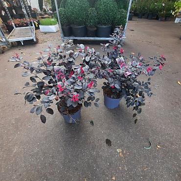 Loropetalum chin. Black Pearl