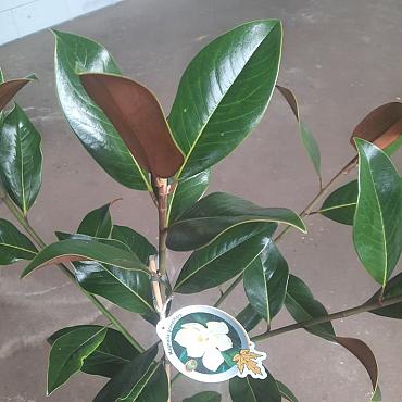 Magnolia grandiflora