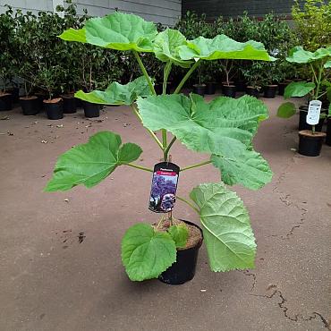 Paulownia tomentosa