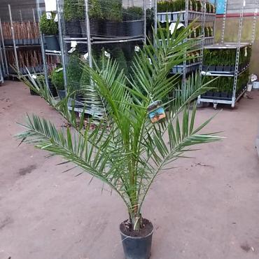 Phoenix canariensis