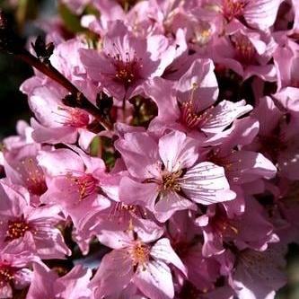 Prunus nipponica 'Ruby'