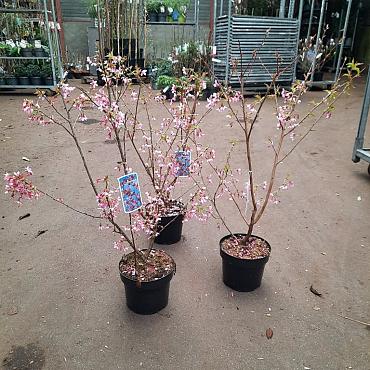 Prunus 'Okame'