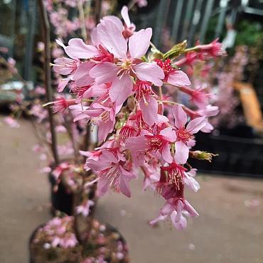 Prunus 'Okame'