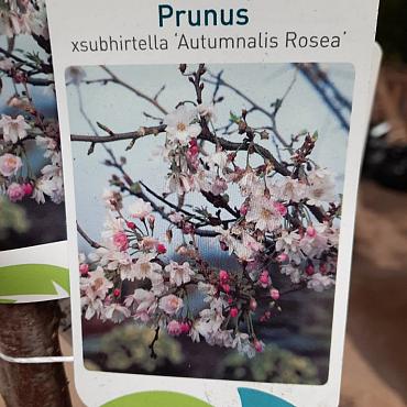 Prunus yedoensis 'Ivensii'