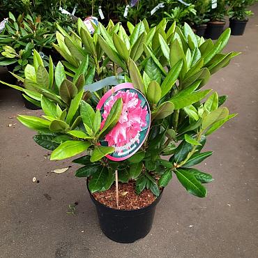 Rhododendron 'Cosmopolitan'