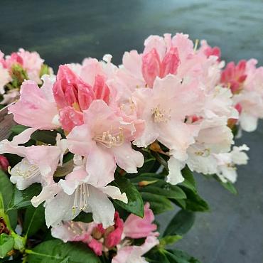 Rhododendron (Y) 'Dreamland'