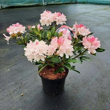 Rhododendron (Y) 'Dreamland'