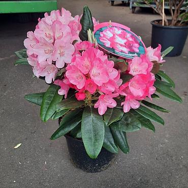 Rhododendron (Y) 'Fantastica'