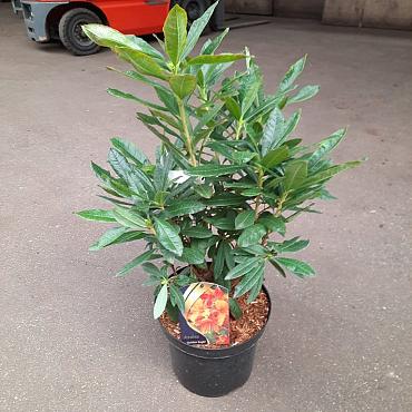 Rhododendron (AK) 'Golden Eagle'