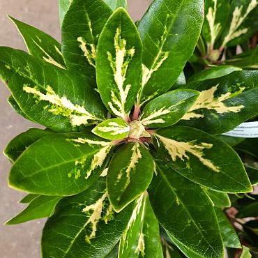 Rhododendron 'Goldflimmer'