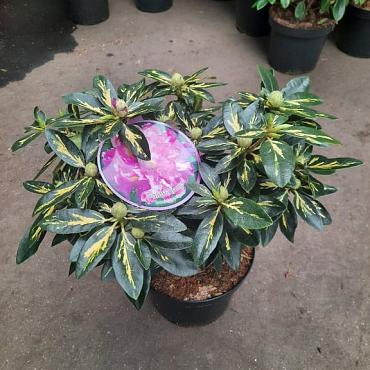 Rhododendron 'Goldflimmer'