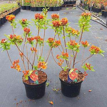 Rhododendron (AK) 'Hotspur Red'