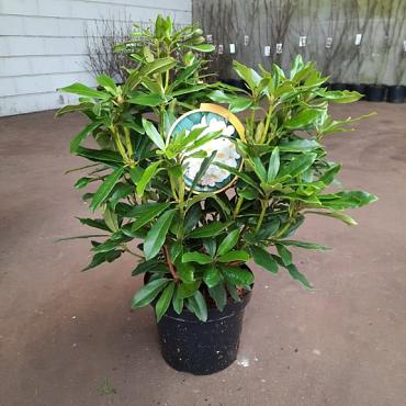 Rhododendron 'Madame Masson'