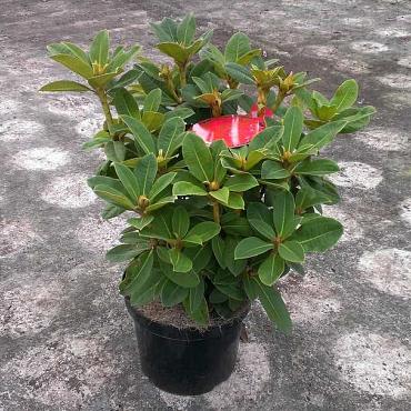 Rhododendron 'Red Jack'