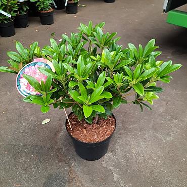 Rhododendron 'Scyphocalix'