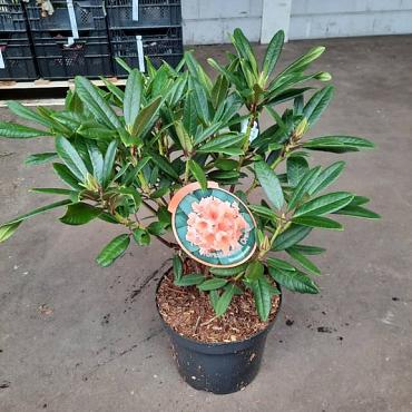 Rhododendron 'Tortoiseshell Orange'