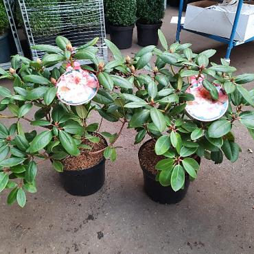 Rhododendron 'Virginia Richards'