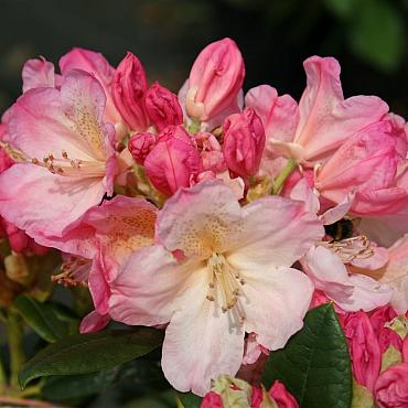 Rhododendron 'Virginia Richards'