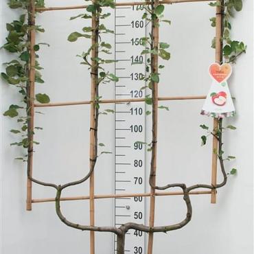 Pyrus communis -DOUBLE U-SHAPE-