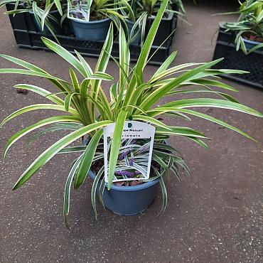 Liriope muscari 'Variegata'