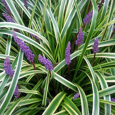 Liriope muscari 'Variegata'