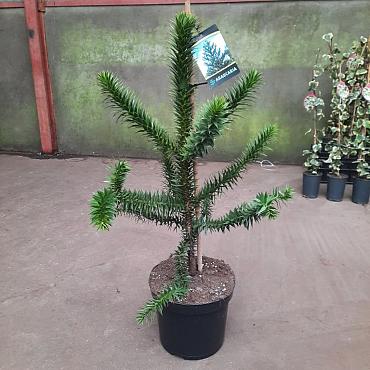 Araucaria araucana