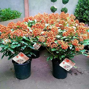 Skimmia j. 'Pabella'