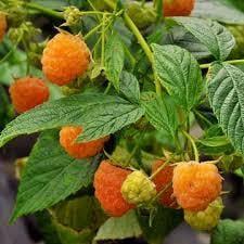 Rubus idaeus 'Fallgold'