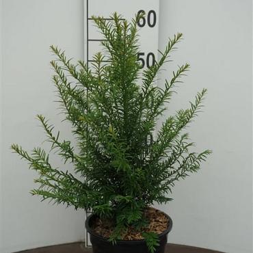 Taxus baccata