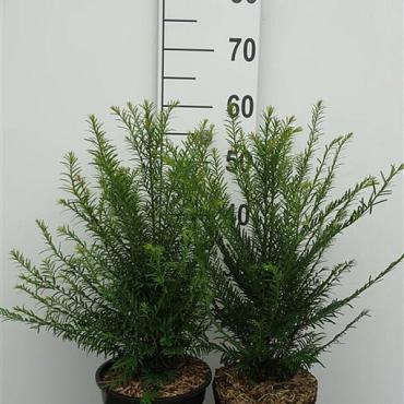 Taxus baccata