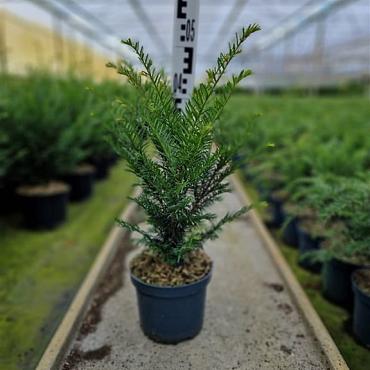 Taxus baccata