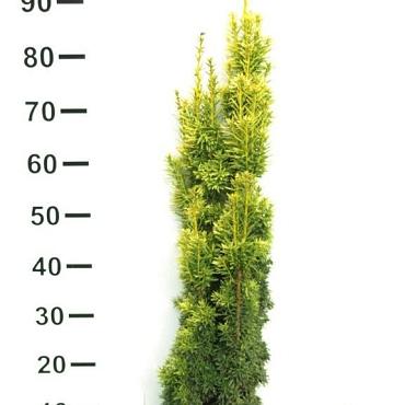 Taxus b. 'Fastigiata Aurea'