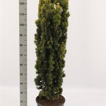 Taxus b. 'Fastigiata Aurea'