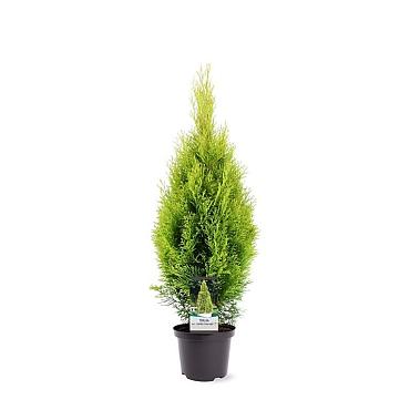 Thuja occ. Golden Smaragd