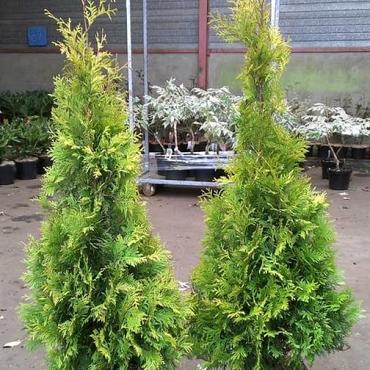 Thuja occ. 'Yellow Ribbon'