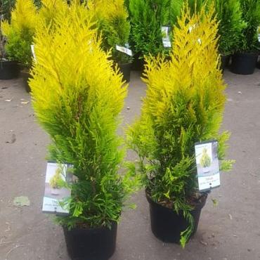 Thuja pl. '4-ever Goldy'