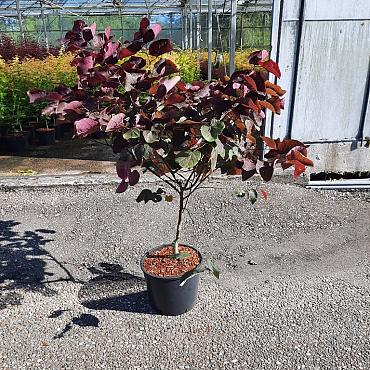 Cercis can. 'Forest Pansy'