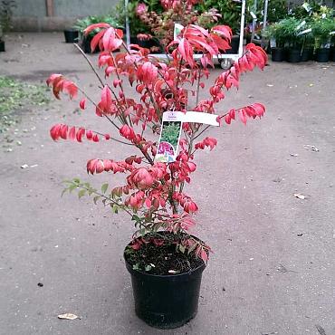 Euonymus alat. 'Compactus'