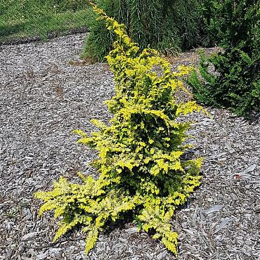 Chamaecyparis o. 'Fernspray Gold'