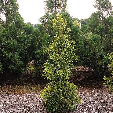 Cryptomeria j. 'Kyara Gold'