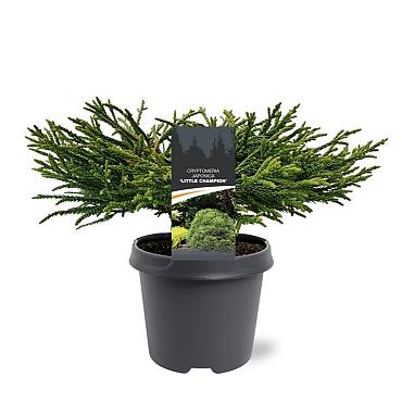 Cryptomeria j. 'Little Champion'