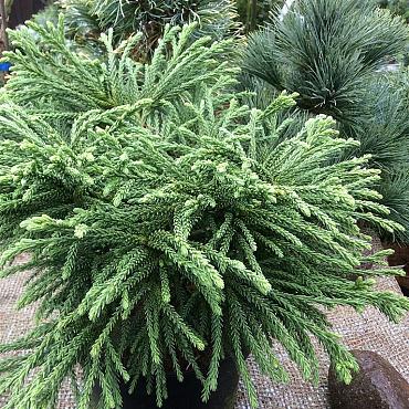 Cryptomeria j. 'Little Sonja'